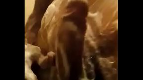 Mayate activo de Villahermosa Ocuil