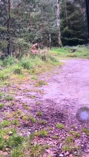 Straf Aan Boom Vastgebonden