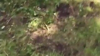 Cock Sucking [compilation 05]