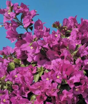 Mahima mohan indian randi mahima mohan undress