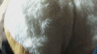 wagging my tail