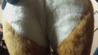 wagging my tail