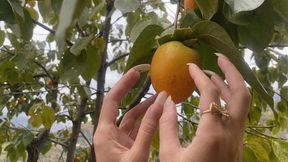 nails tapping and scratching the fruit that is still growing on the tree