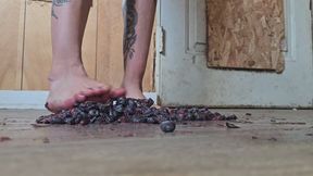 Chrissy barefoot blueberry crush