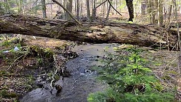 Cruising For Girlcock in the Woods POV