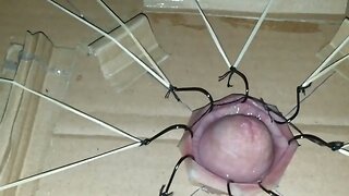 Cbt extreme cock torture with fishhooks  part 1