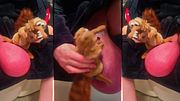 Nutty Muppet playing Air Guitar on my Nuts Crushed Balls Plush Toy Ball Crushing Ball Crush