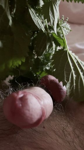 Bearstgt nettles directly on balls and cock