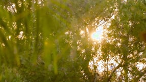 ”Rich Couple Seduces Ms. Willis & BESTFRIEND”