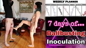 7 days of ballbusting