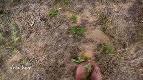 crushing plants in the field