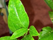Meyer lemon
