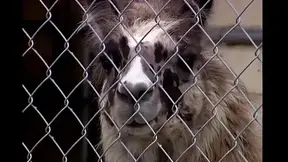 Brittney Fucked Hard by a Big Cock