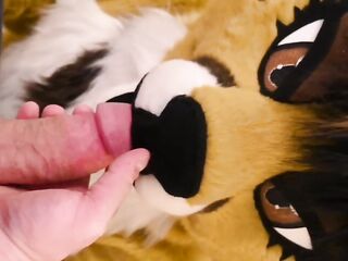 Yiff Blowjob
