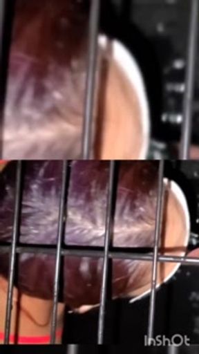 My pet pixie, pissed on and sucks piss from my dick