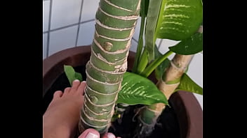 Esfregando o p&eacute_ na planta e masturbando a planta at&eacute_ gozar com p&eacute_ gostoso