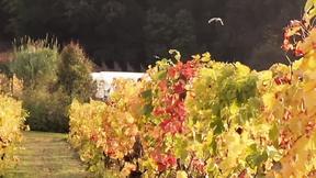 ”Tushy: Beautiful Stefany accepts hot Double penetration offer on holiday”