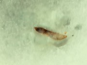 Cum onto friends cum mess after he jerk off at public