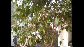 Horny slut sucks cock before getting her ass fucked hard