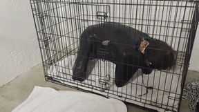Diapered and Caged