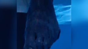 Rubber Material Underwater | Dark Close-Up Session