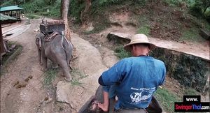 Elephant ride in Thailand with had sex after