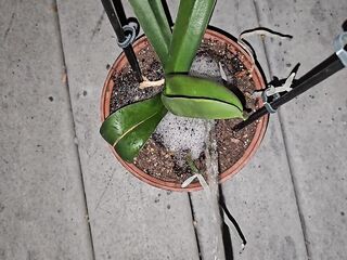 Potted Plant Piss 1 《4k》