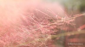 Repeated BNWO Subliminal Affirmations ASMR