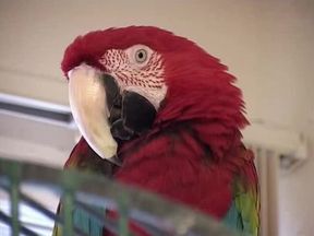 Dark Side Of Porn #1 Porn Shut Down