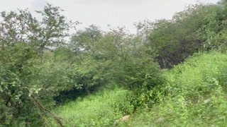 Sri lankan College Girl Hardcore Fucked by Indian Desi Boy in Jungle 🍑💦අක්කට කැලේ ගිහින් හුකමු💦