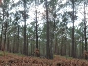 I love the risk of undressing in the forest and masturbating my Cock and my ass