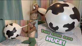 24 inch Cow Print Loon Gets Blown to Shreds (B2P)