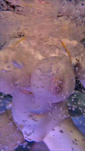 Underwater swim