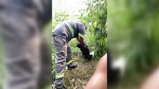 Kuuma musta isä ja hänen miehensä nauttivat ulkona masturboinnista ja itsensä panemisesta