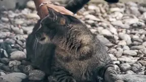 Pussy Play Turns into a Frenzied Flip-Flop