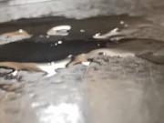 Teasing You in a Rainy Day With Cum in Floor