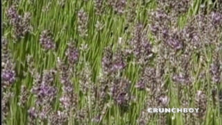 Lelaki-lelaki ditumbuk punggung mereka tanpa kondom dalam pesta seks awam