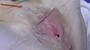 3 Licking Pussy Spread Far From Very Close