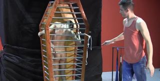 Caged-up hottie is going to reach a few orgasms too