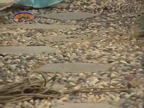 Chinese Girls In Outdoor Bondage