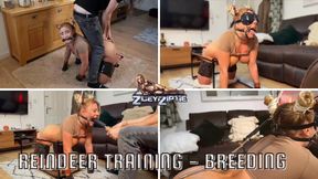 Reindeer Training - Breeding Prep - Dick on a stick. Breeding and Insemination.