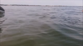 Lynn-Tonic ...rides inflatable Wale