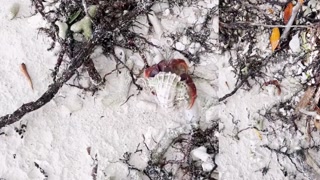 Múcura - Sex Tapes on OF