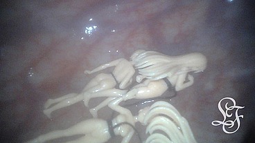 Japanese Mini Girls Anal Exploration