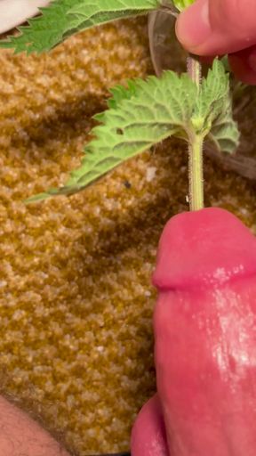 Cbt stinging nettles torturing big dick   Clip 1