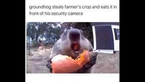 Farmer gets destroyed by Furry