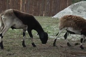 Two perfect cowboys in anal playing