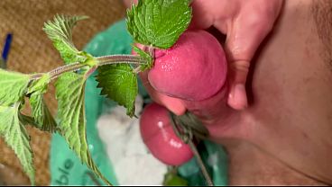 Cbt stinging nettles cum